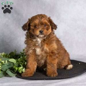 Twila, Pomapoo Puppy